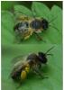 Andrena sp.